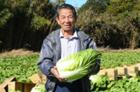 生産量日本一！八千代町の白菜部会長
