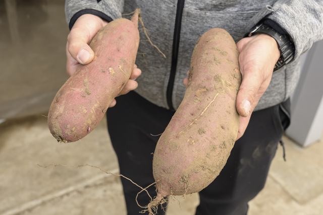 大きめのさつまいもを使うのが同社のこだわり