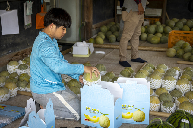 ユウカメロンは贈答品としても大好評