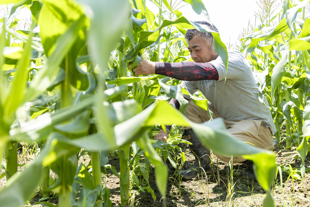 トウモロコシも好評。夏と秋の二期で販売
