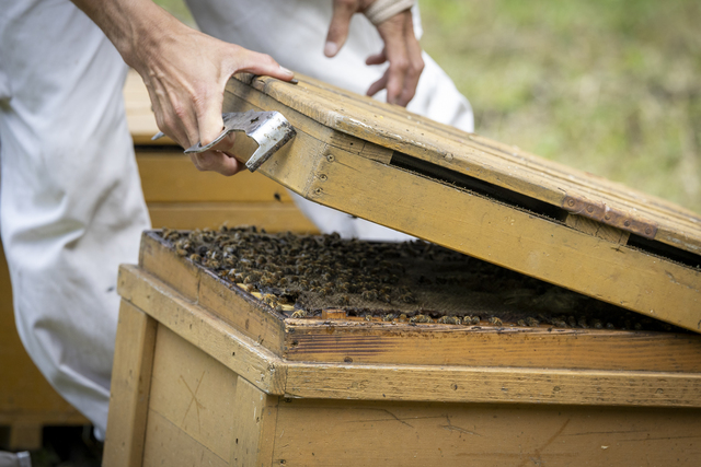 ミツバチが圧死しやすい巣箱の開閉は細心の注意を払う