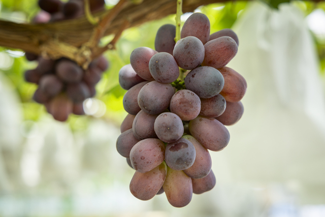 種がなく皮ごと食べられ、濃厚な甘みとコクが特徴の「富士の輝」は次世代のホープ