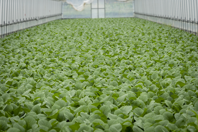 小松菜のビニールハウス