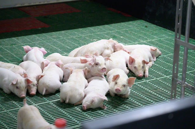 常陸牧場では繁殖から肥育まで一貫経営