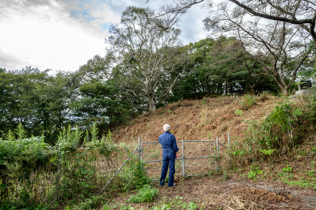 橅豚の由来になった牧場内のシンボリックなブナの木と