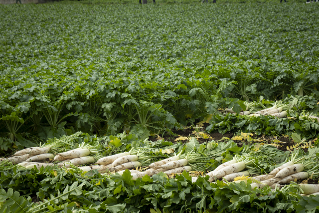 うしく河童大根の収穫期は春～初夏と秋～初冬の年2回