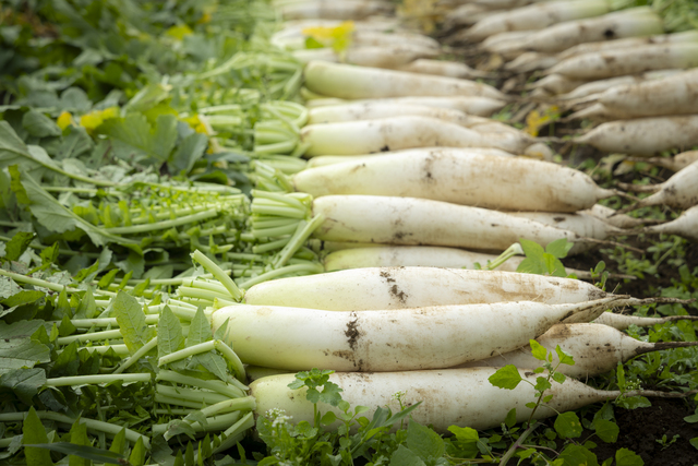 オススメはおでんや煮物と山越さん。味が染み込みやすく美味しくいただけます