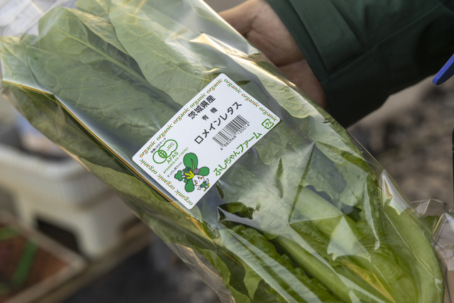 常陸太田圃場で栽培しているロメインレタス
