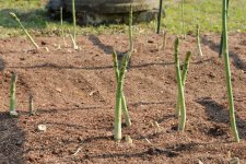 アスパラガス畑(常陸大宮市)