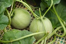 メロン畑(鉾田市)