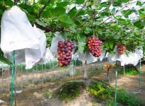 ぶどう園(笠間市)