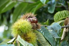 くり　栗の木(笠間市)