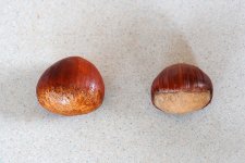 くり　栗(笠間市)