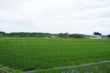 米　夏の田んぼ(茨城町)