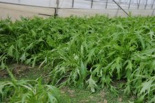 みず菜　水菜のハウス（鉾田市）