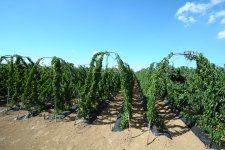 長いも農園（鉾田市）