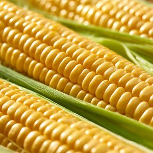 とうもろこし