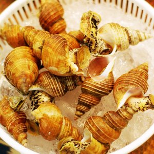 シライトマキバイ