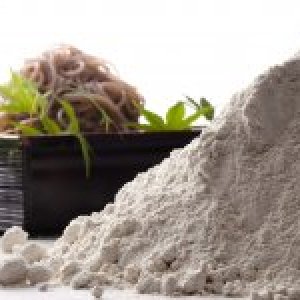 茨城の常陸秋そばイベントin2024