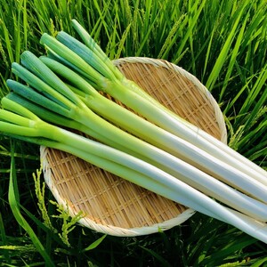 【８/１０】第１５回北茨城市民夏まつりで坂東市の野菜・さしま茶ラテを販売します！